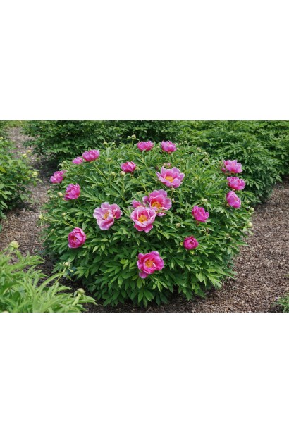 Півонія Іто-гібрид Янкі Дудл Денді фото